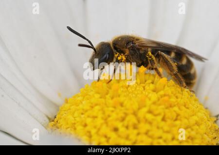 Primo piano su una piccola ape solco marrone comune, Lasioglossum calceatum seduta su un fiore bianco giallo nel giardino Foto Stock