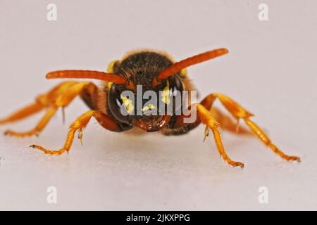 Primo piano facciale su un'ape nomade di Gooden femminile bianca e nera, Nomada goodeniana contro un backgrund bianco Foto Stock