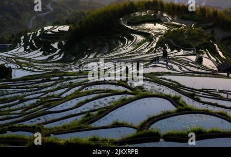 Un bell'angolo alto di risaie circondate da alberi e piante su una collina Foto Stock