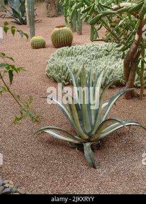 Una bella vista di diversi tipi di cactus e piante che crescono nel giardino in una giornata di sole Foto Stock