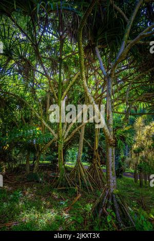 UN BOSCHETTO DI ALBERI DI HALA MATURI SULL'ISOLA DI KAUAI HAWAII CON BELLA LUCE CHE SPLANA ATTRAVERSO I RAMI Foto Stock