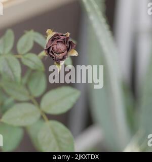 Un primo piano di una rosa in miniatura morta con foglie verdi in un giardino di luce naturale con sfondo sfocato Foto Stock