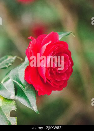 Una bella rosa bengala rossa sullo sfondo naturale sfocato Foto Stock