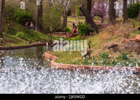 Oche canadesi nei giardini botanici Will Rogers in Oklahoma, Stati Uniti Foto Stock