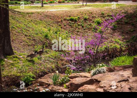 Piante vibranti nei giardini botanici Will Rogers in Oklahoma, Stati Uniti Foto Stock