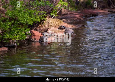 Nuotare le tartarughe nei giardini botanici Will Rogers in Oklahoma, Stati Uniti Foto Stock