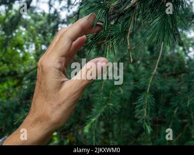 La mano di una donna tocca un ramo di conifere. Pianta di conifere. Uomo nella foresta. Natura Foto Stock