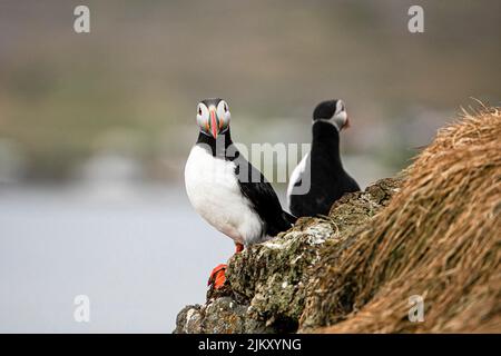 Una bella immagine vibrante di Puffins Atlantico sulle scogliere Foto Stock