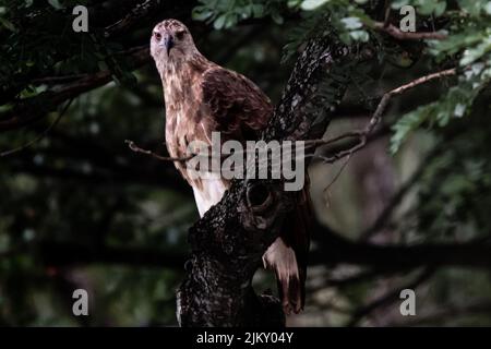 Un primo piano di un'aquila di pesce dalla testa grigia arroccata su un albero su uno sfondo sfocato Foto Stock