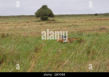 Un leone che si nasconde in erba nel Parco Nazionale di Nairobi in estate Foto Stock