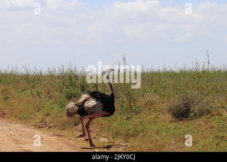 Uno struzzo che corre nel Parco Nazionale di Nairobi a Nairobi, Kenya Foto Stock