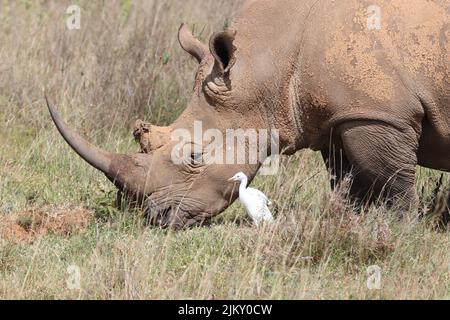 Un grande rinoceronte con un uccello bianco nel safari nel Parco Nazionale di Nairobi Foto Stock