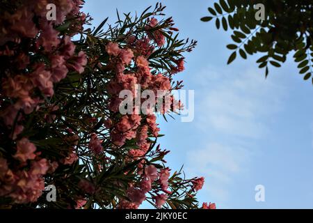 Oleandro rosa in fiore con il cielo del tramonto come sfondo Foto Stock