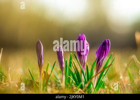 Un primo piano di boccioli di cocco viola su un campo Foto Stock