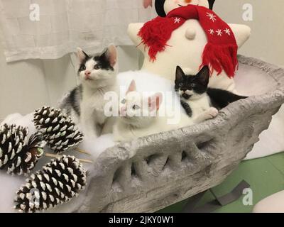 I tre carini gattini nella slitta di Natale decorato con pineconi innevati e un giocattolo stella pupazzo di neve Foto Stock