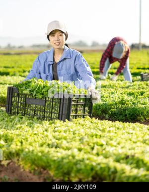 Sorridente contadino ragazza asiatica che tiene la scatola con lattuga verde raccolto sul campo Foto Stock