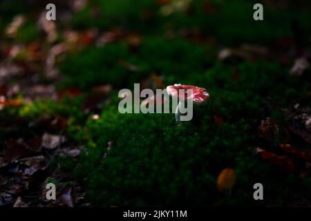 Un colpo scuro di un fungo di Russula emetica Foto Stock