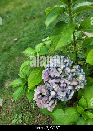 Un primo piano di fiori viola e blu petalati in giardino Foto Stock