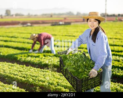 Sorridente contadino ragazza asiatica che tiene la scatola con lattuga verde raccolto sul campo Foto Stock