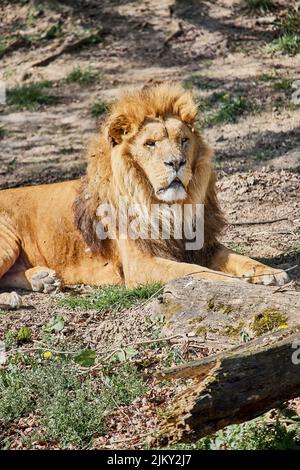 Un bellissimo scatto di un leone asiatico Foto Stock