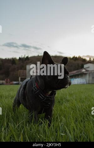 Un colpo di fuoco selettivo di un Bulldog francese sul campo Foto Stock