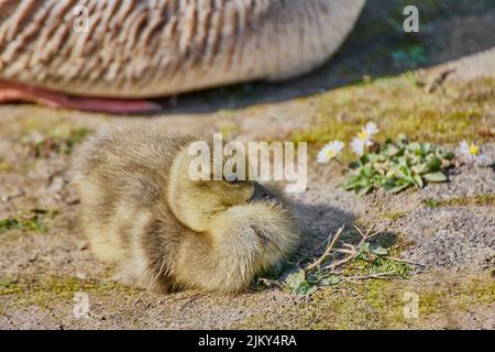 Un primo piano di un giovane gosling sdraiato a terra Foto Stock