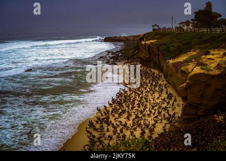 UN GRANDE GREGGE DI PELLICANI SU UNA STRISCIA DI SABBIA SUL LITORALE A LA JOLLA CALIFORNIA VICINO A SAN DIEGO Foto Stock