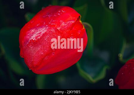 Un primo piano di tulipani rossi fioriti in giardino Foto Stock