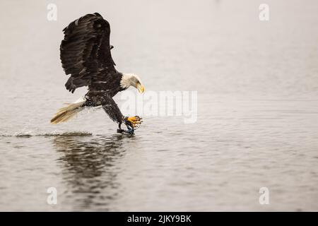 Un primo piano di un'aquila calva che vola sopra l'acqua Foto Stock