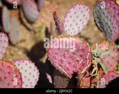 Un primo piano di cactus porpora di fichi di pera nel giardino Foto Stock