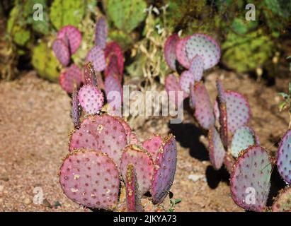Un primo piano di cactus porpora di fichi di pera nel giardino Foto Stock