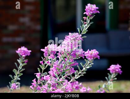 Un primo piano di fiori di rododendro viola brillante (Rhodendron Ledebour) in una giornata di sole Foto Stock