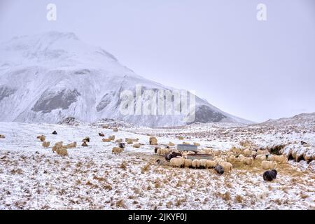 Pecore che si nutrono da fieno su una collina invernale innevata in Islanda Foto Stock