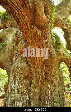 Un colpo verticale di un grande albero di quercia angelo in un parco a Charleston, Carolina del Sud Foto Stock