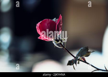 Una foto poco profonda di una rosa rossa che fiorisce all'aperto in una giornata di sole con sfondo sfocato Foto Stock