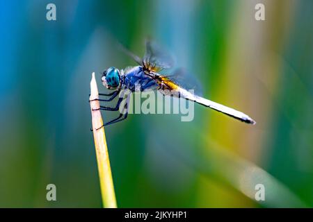 Un primo piano di una libellula appollaiata su una pianta in una giornata di sole con sfondo sfocato Foto Stock