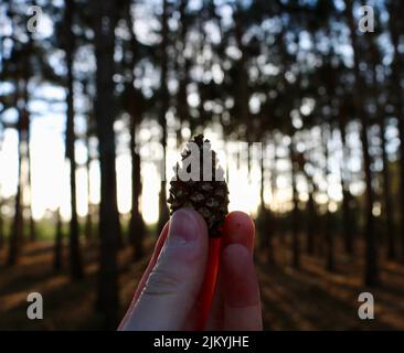 Un colpo selettivo di una mano umana che tiene cono di Conifer in una foresta. Foto Stock
