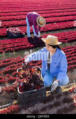 Giovane donna che raccoglie lattuga in piantagione Foto Stock