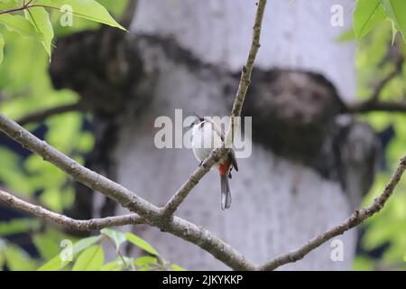 Un primo piano di bulbul rosso-sussurrato è in piedi su un ramo Foto Stock