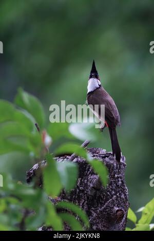 Un colpo verticale di bulbul rosso-sussurrato è in piedi su un ceppo di legno Foto Stock