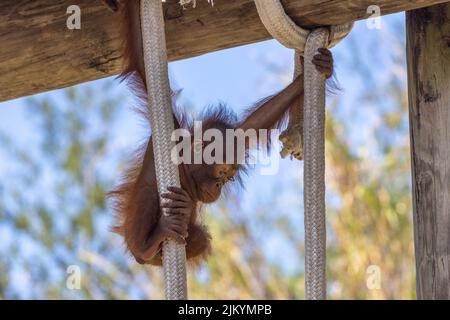 Un selettivo di un bambino di Orangutan appeso ad una corda Foto Stock