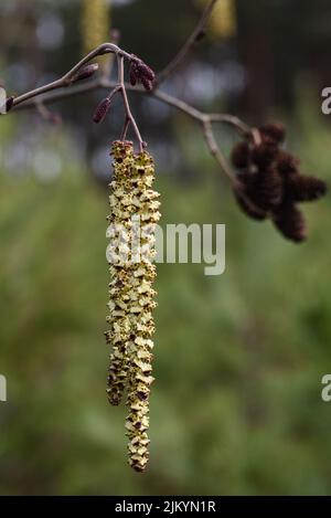 Immagine a fuoco selettivo verticale di un ramo dell'albero Alder Foto Stock