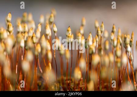 Un focus selettivo del comune di Polytrichum Foto Stock