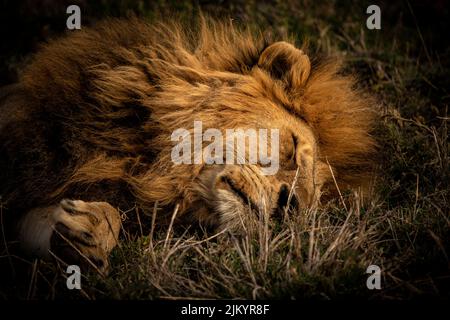 Un leone sdraiato sull'erba e addormentato nel safari nel Parco Nazionale del Serengeti, Tanzania Foto Stock