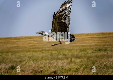 Un Osprey che sorvola il safari nel Parco Nazionale di Serengeti, Tanzania Foto Stock