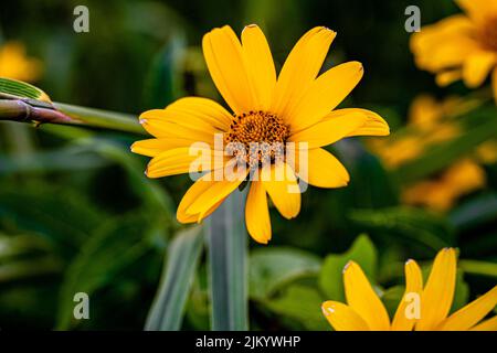 Un primo piano di falso girasole su sfondo sfocato Foto Stock