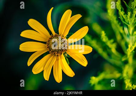 Un primo piano di falso girasole contro il backgrou sfocato Foto Stock