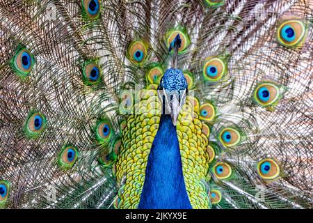 Peacock con il suo piumaggio esteso Foto Stock