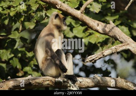 Langar grigio nel Parco Nazionale di Nagarhole, India Foto Stock