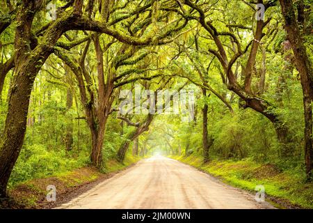 Una lunga strada a baldacchino sterrata fiancheggiata da querce a Edisto Island, South Carolina Foto Stock